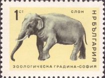 Asian Elephant (Elephas maximus)