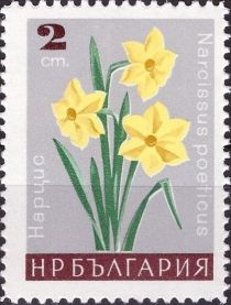 Narcissus preticus