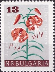 Lilium tigrinum