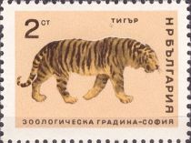 Tiger (Panthera tigris)