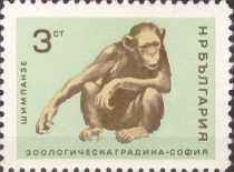 Chimpanzee (Pan troglodytes)