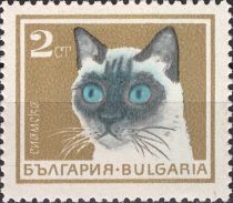 Siamese Cat (Felis silvestris catus)