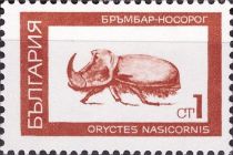 European Rhinoceros Beetle (Oryctes nasicornis)