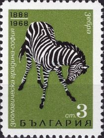 Plains Zebra (Equus quagga)