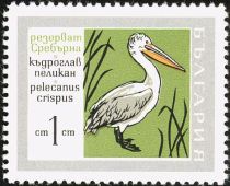 Dalmatian Pelican (Pelecanus crispus)