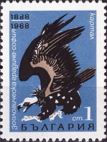 Cinereous Vulture (Aegypius monachus)