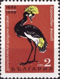 Black Crowned Crane (Balearica pavonina)