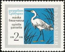 Little Egret (Egretta garzetta)