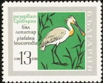 Eurasian Spoonbill (Platalea leucorodia)