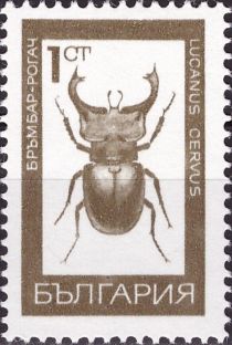 Stag Beetle (Lucanus cervus)