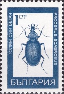 Huge Violet Ground Beetle (Carabus scabrosus)