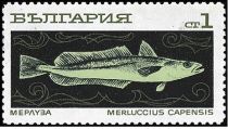 South African Hake (Merluccius capensis)