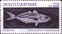 Mediterranean Horse Mackerel (Trachurus trachurus)