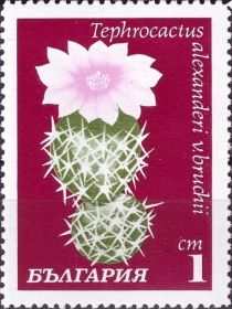 Tephrocactus alexanderi