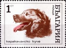 Karakachan dog (Canis lupus familiaris)