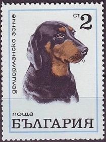 Balgarsko Gonch, Bulgarian Scenth (Canis lupus familiaris)