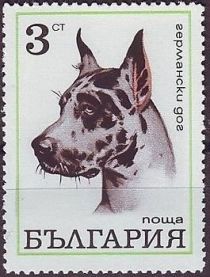 Great Dane (Canis lupus familiaris)