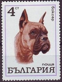 German Boxer (Canis lupus familiaris)