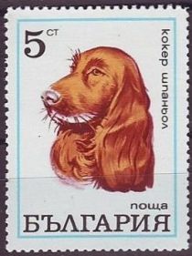 Cocker Spaniel (Canis lupus familiaris)