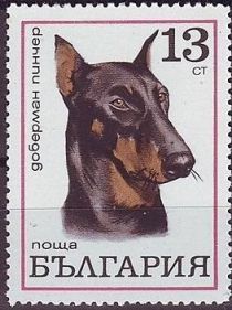 Doberman Pinscher (Canis lupus familiaris)