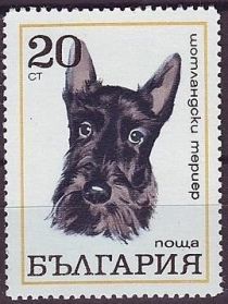 Scotch Terrier (Canis lupus familiaris)