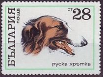 Barzoi (Canis lupus familiaris)