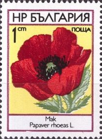 Poppy (Papaver rhoeas)