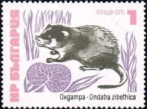 Muskrat (Ondatra zibethicus)