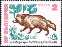 Raccoon Dog (Nyctereutes procyonoides)