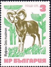 Mouflon (Ovis orientalis)