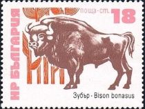 European Bison (Bison bonasus)