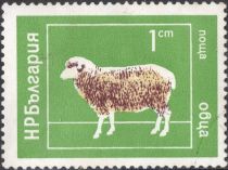 Domestic Sheep (Ovis ammon aries)