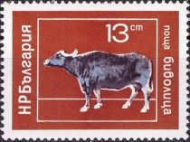 Water Buffalo (Bubalus bubalis)