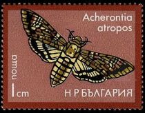 African death's-head hawkmoth (Acherontia atropos)