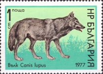 Wolf (Canis lupus)