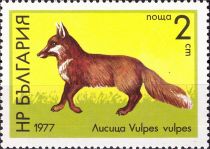 Red Fox (Vulpes vulpes)