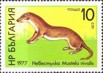 Least Weasel (Mustela nivalis)