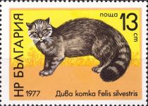 Wildcat (Felis silvestris)