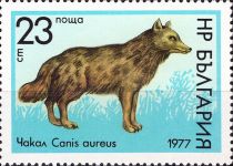 Golden Jackal (Canis aureus)