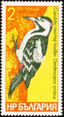 Syrian Woodpecker (Dendrocopos syriacus)