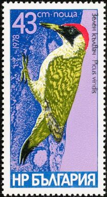 European Green Woodpecker (Picus viridis)