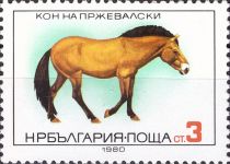 Przewalski's Horse (Equus ferus przewalskii)