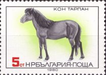 Tarpan (Equus ferus ferus)