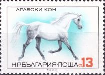 Arabian Horse (Equus ferus caballus)