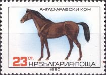 English-Arabian Horse (Equus ferus caballus)