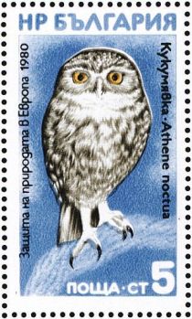 Little Owl (Athene noctua)