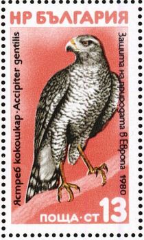 Northern Goshawk (Accipiter gentilis)