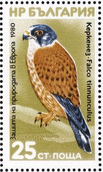 Common Kestrel (Falco tinnunculus)