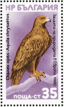 Golden Eagle (Aquila chrysaetos)