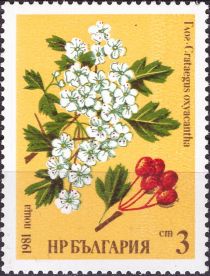 Hawthorn (Crataegus oxyacantha)